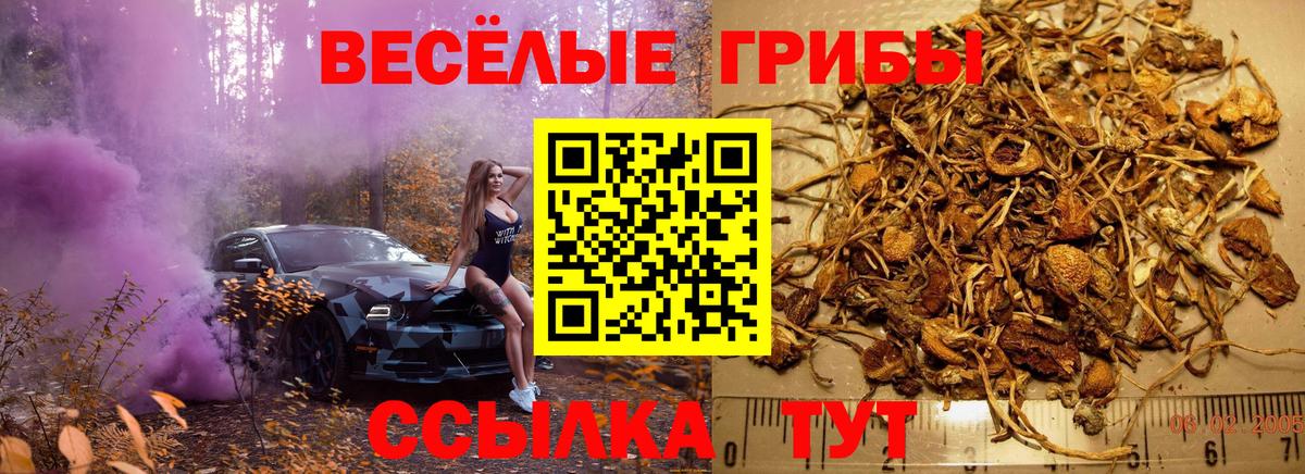 Черняховск  Псилоцибиновые грибы MAGIC MUSHROOMS  цена   Вход с VPN 